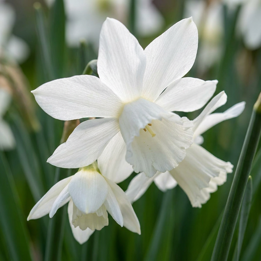 120x Narcissus Botanical White Mix - Botanical white narcissus mix - White - Spring bloomer - Bulb size 10/12