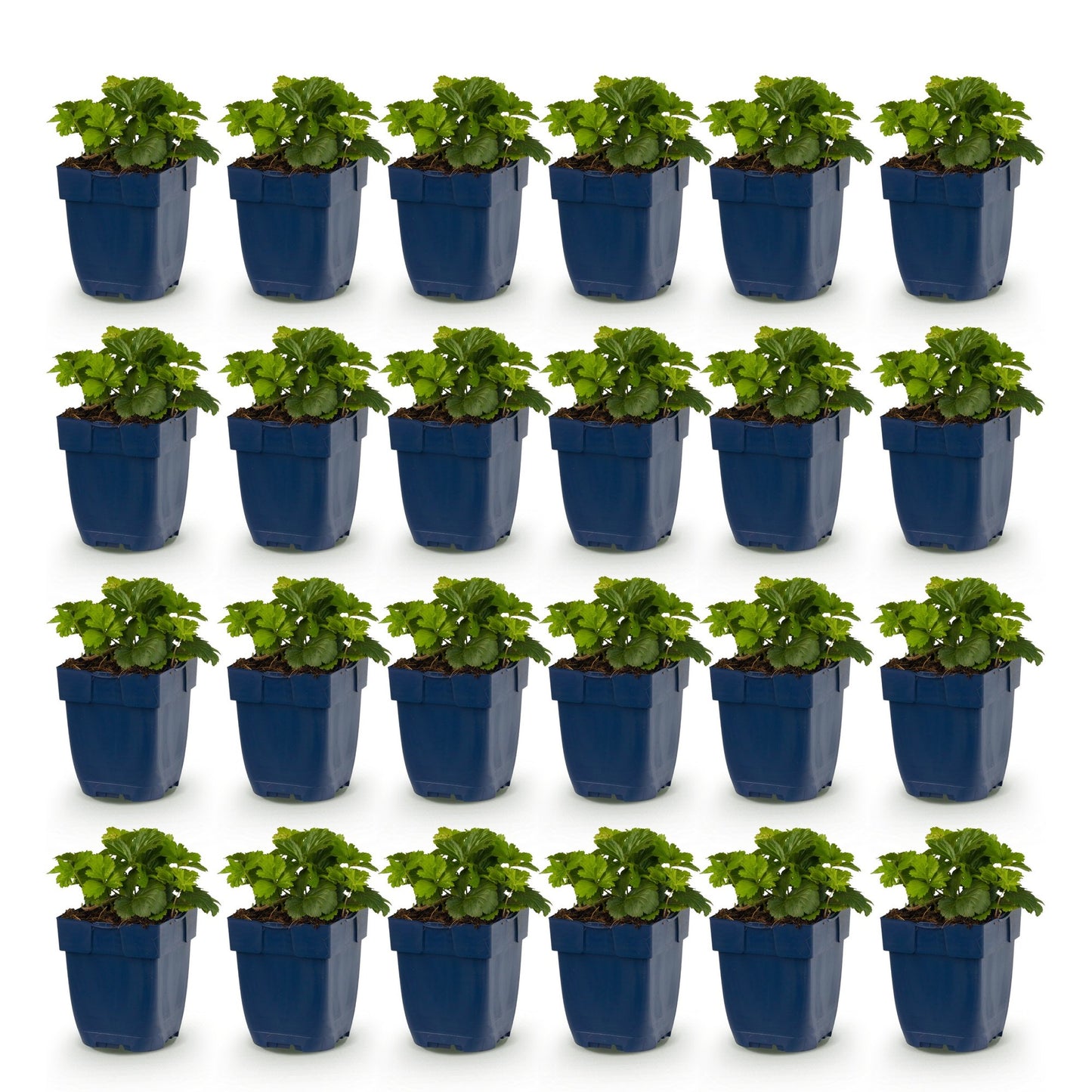 Vasteplant - Waldsteinia ternata - Goudaardbei - Bodembedekkend - Geel - 24 Planten - Pot 11cm - Hoogte 15-25cm