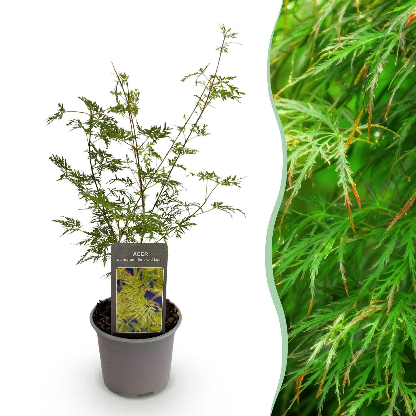 Green boutiQ - Pianta da giardino - Acer palmatum Emerald Lace - Verde - 1 pianta - Decidua - Bassa manutenzione - Vaso 12 cm Altezza 35 cm