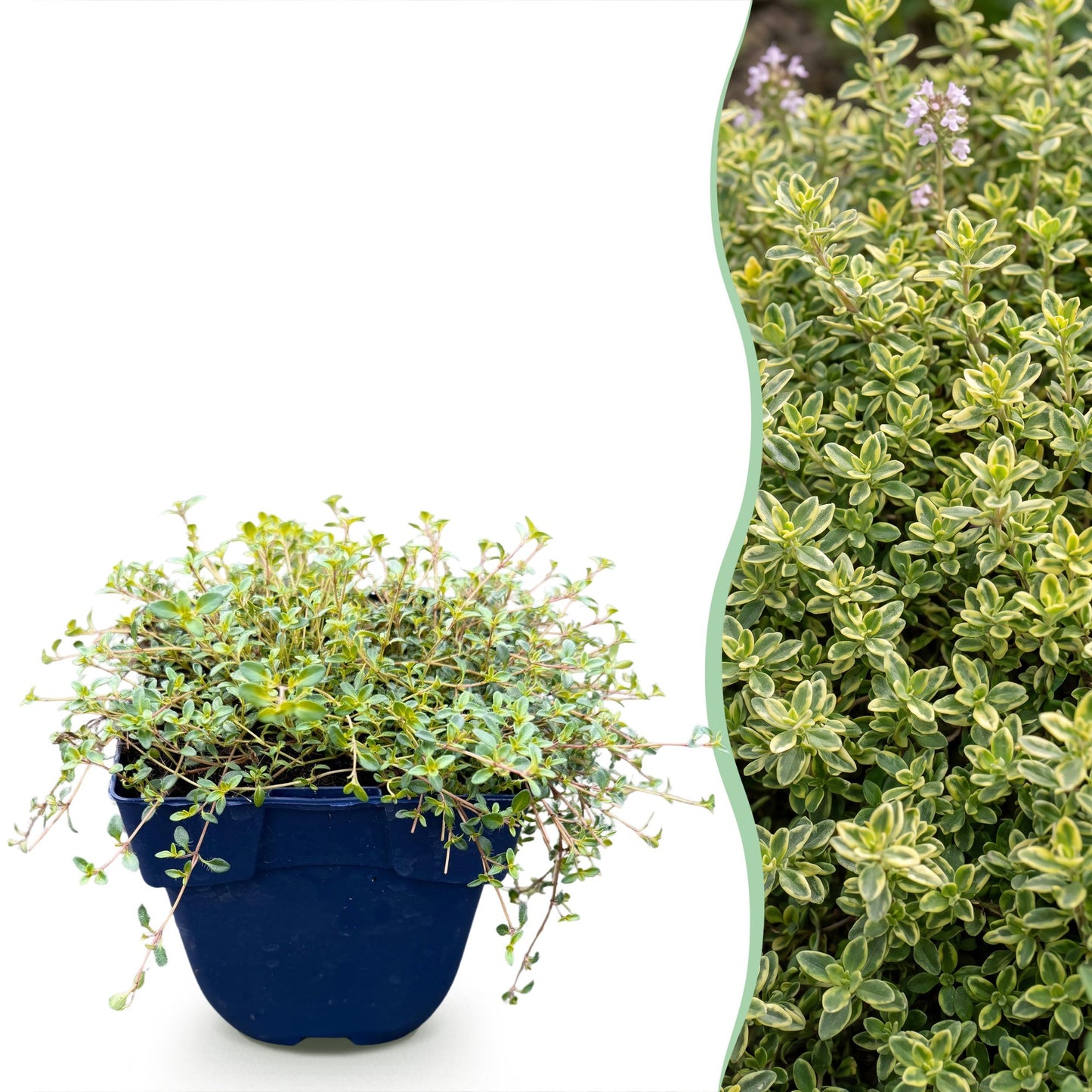 Vasteplant - Thymus citr. Sambesi - Citroentijm - Geurend - Geel - 1 Plant - Pot 11cm - Hoogte 15-25cm