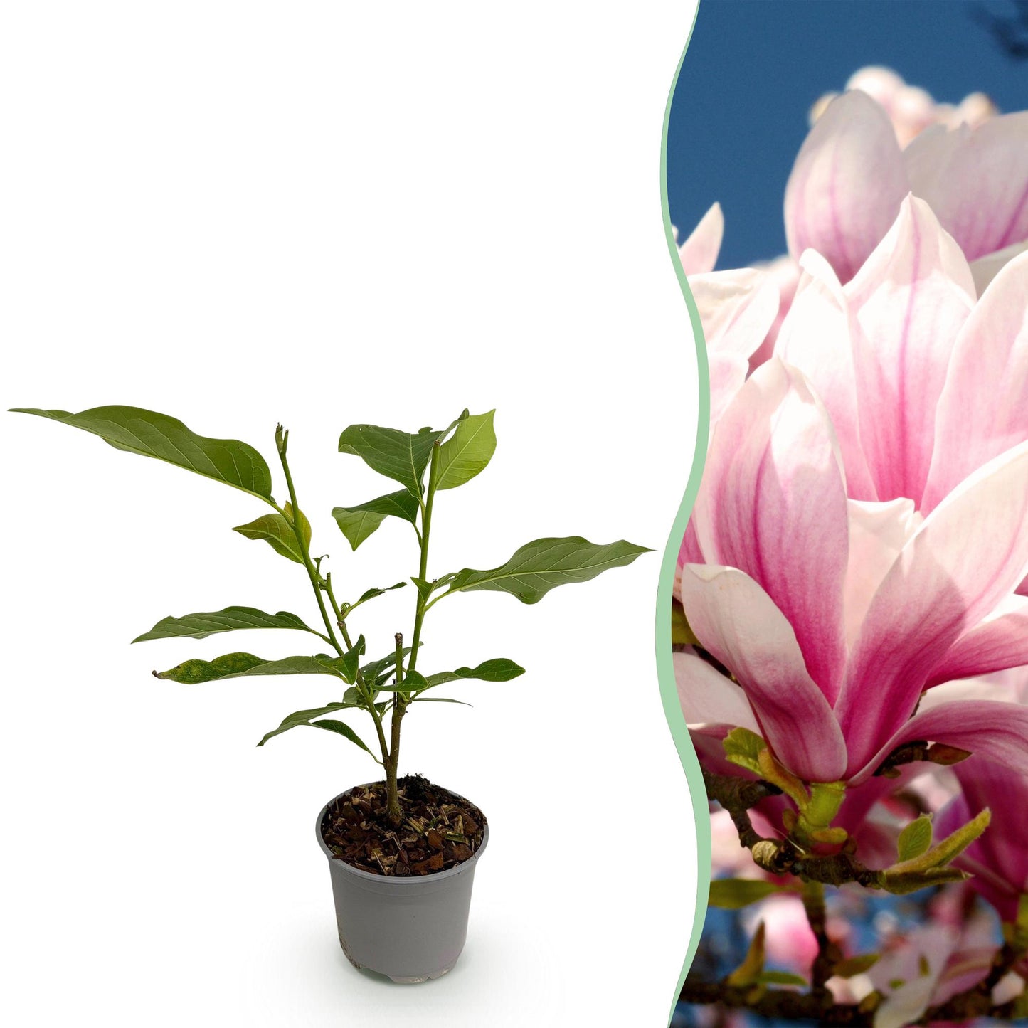 Garden Plant - Magnolia soulangeana - Flower Pink - 1 Plant - Deciduous - Low Maintenance - Pot 12cm Height 30cm