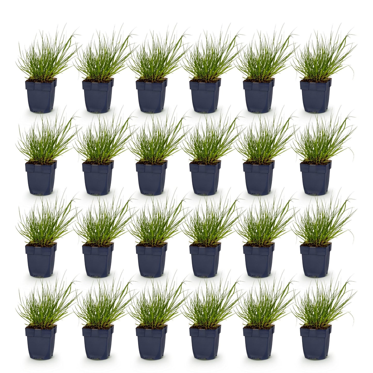 Grassen - Panicum virg. Northwind - Prairiegraan - Met Pluim - Groen - 24 Planten - Pot 11cm - Hoogte 15-25cm
