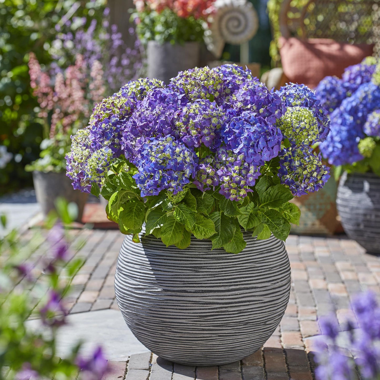 Pianta da Giardino - Ortensia Endless Summer Summer Love Purple - Resistente al Freddo - Viola - 1 Pianta - Vaso 14cm - Altezza 20-25cm