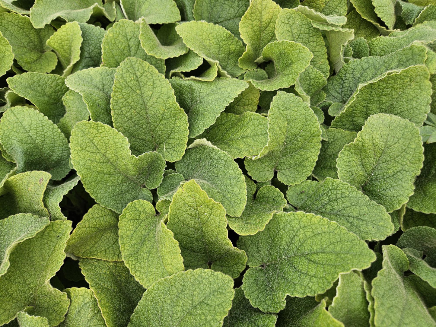 6x Phlomis russeliana - ↕10-25cm - Ø9cm