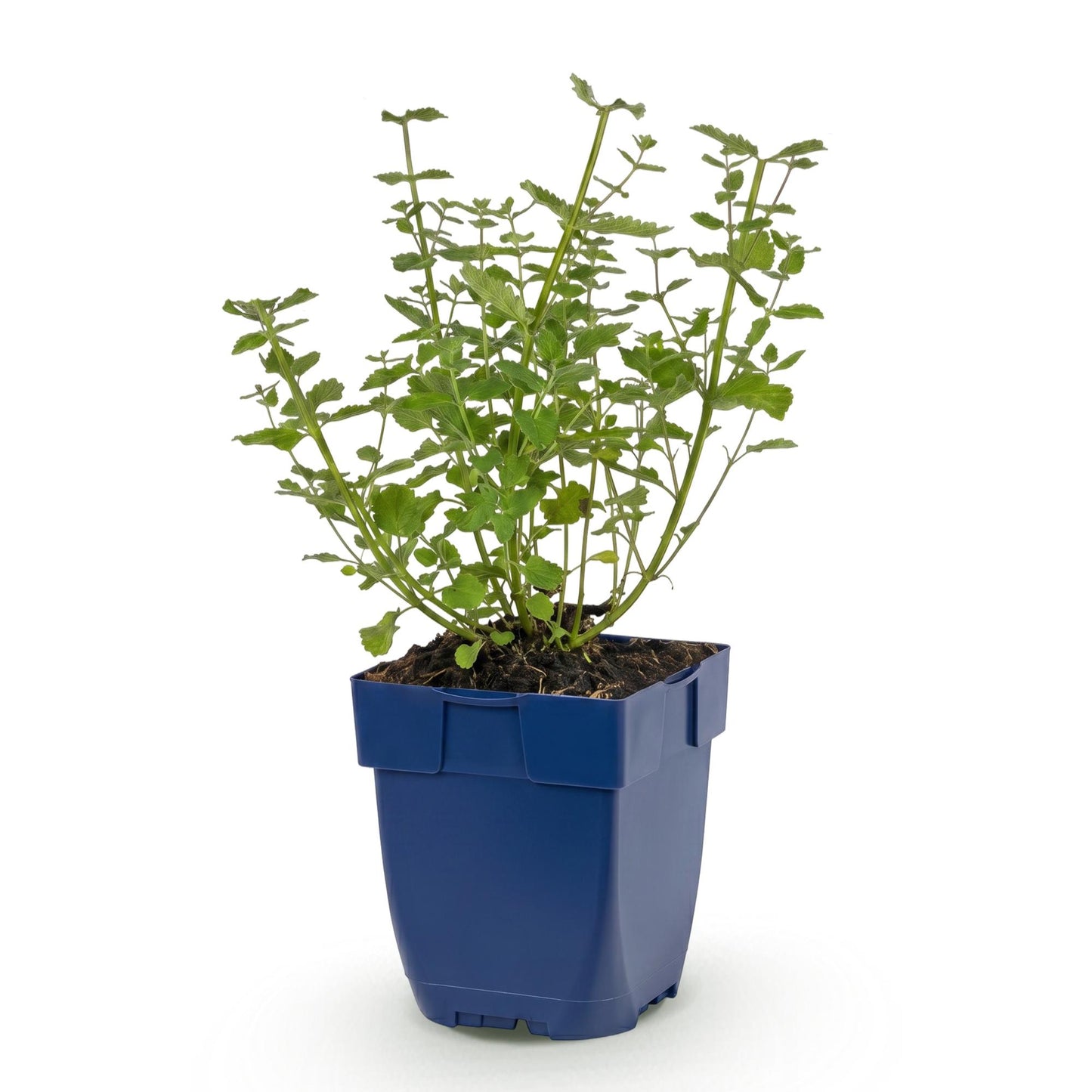 Perennial - Nepeta faassenii 'Walker's Low' - Catmint - Bee and Butterfly Attractor - Blue - 1 Plant - 11cm Pot - Height 15-25cm