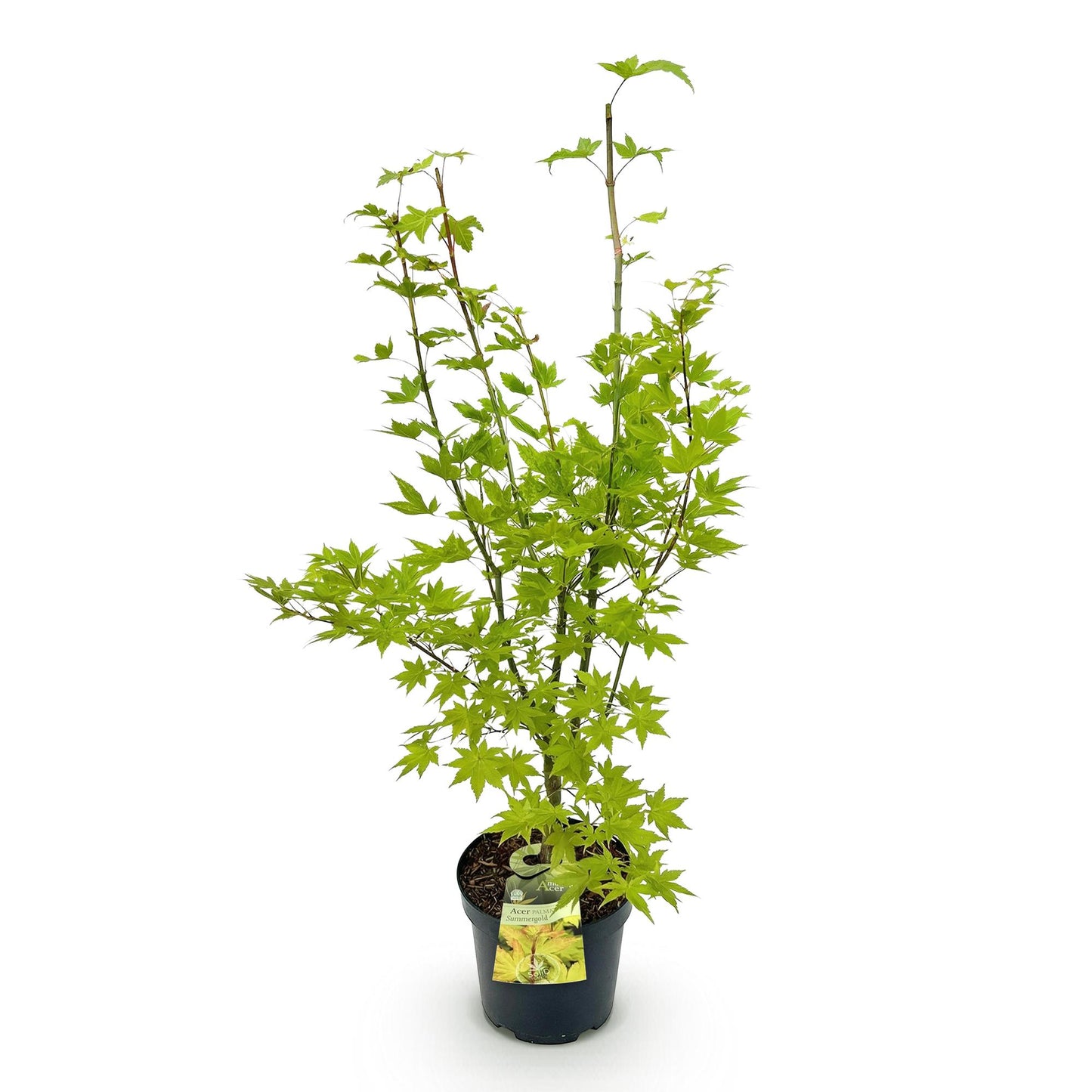Green boutiQ - Garden Plant - Acer palmatum Summergold - Japanese Maple - Deciduous - Yellow - 1 - Pot 26cm - Height 90cm