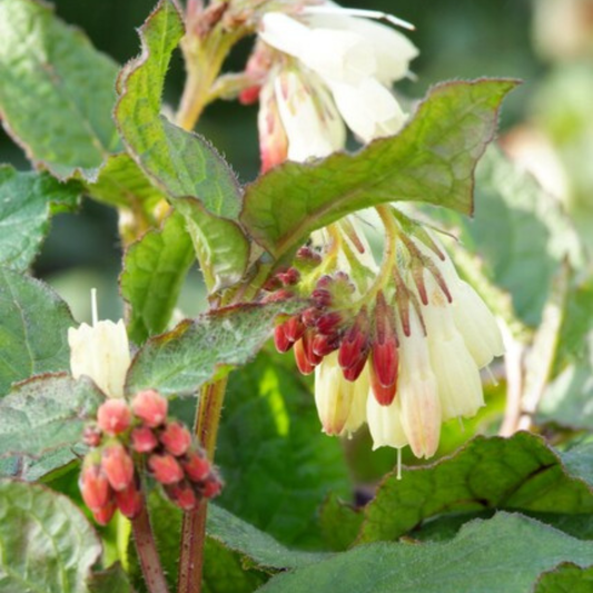 24x Comfrey - ↕10-25cm - Ø9cm