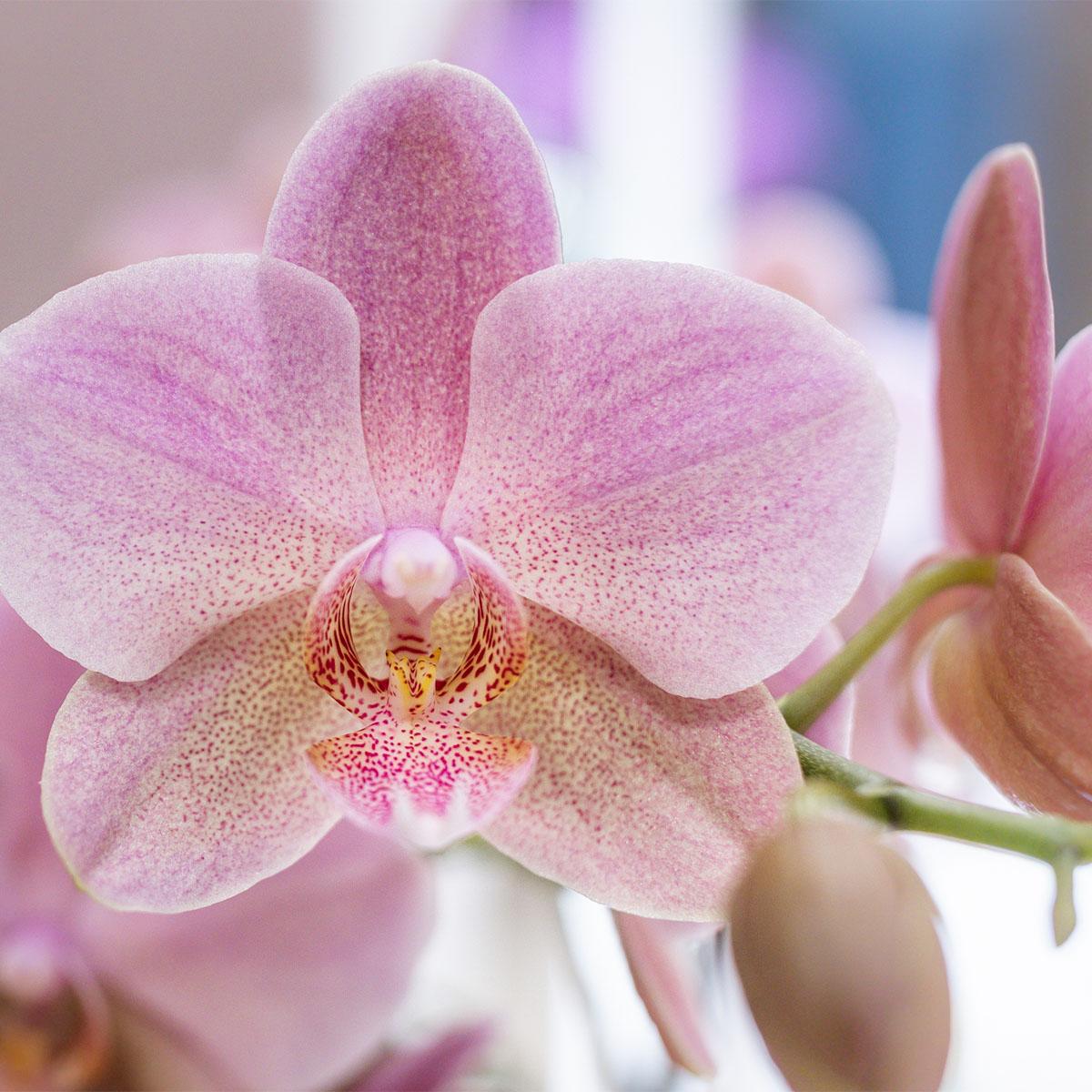 Kolibri Orchidee - Mix di scatole a sorpresa - scatola sconto per piante - scatola a sorpresa con 4 diverse orchidee 12 cm - fresche dal coltivatore