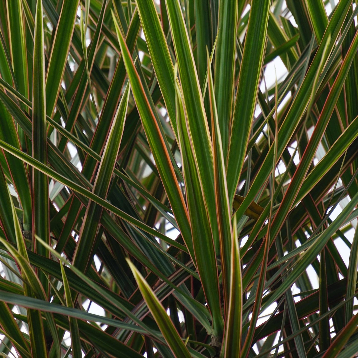 Green BoutiQ - Green is... Kamerplanten - Dracaena Marginata - Drakenbloedboom - Weinig onderhoud - Groen - 1 Plant - Pot 21cm - Hoogte 90-100cm