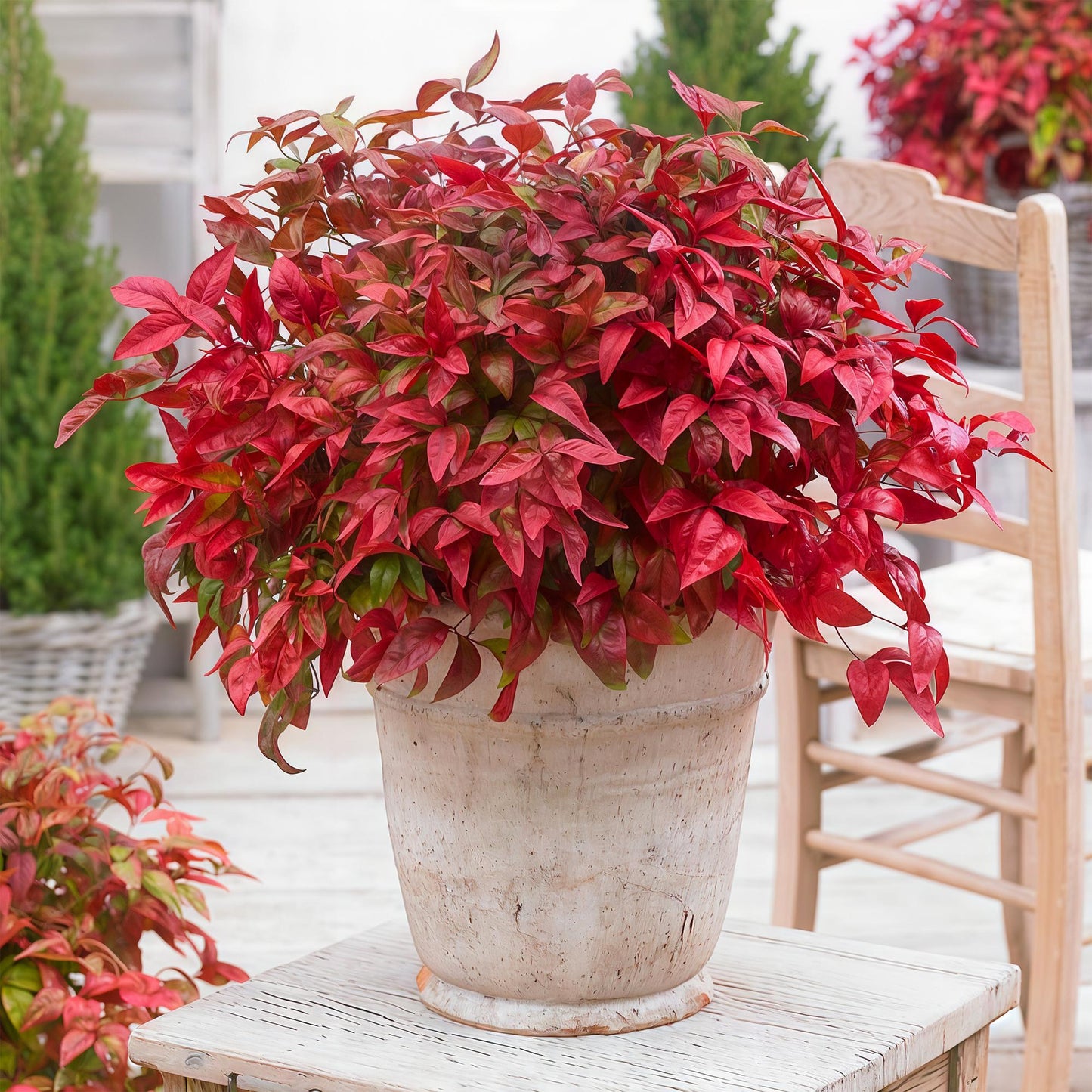 Tuinplant - Nandina Blush Pink - Donker Roze - 1 Plant - Groenblijvend - Weinig Onderhoud - Pot 17cm Hoogte 40cm