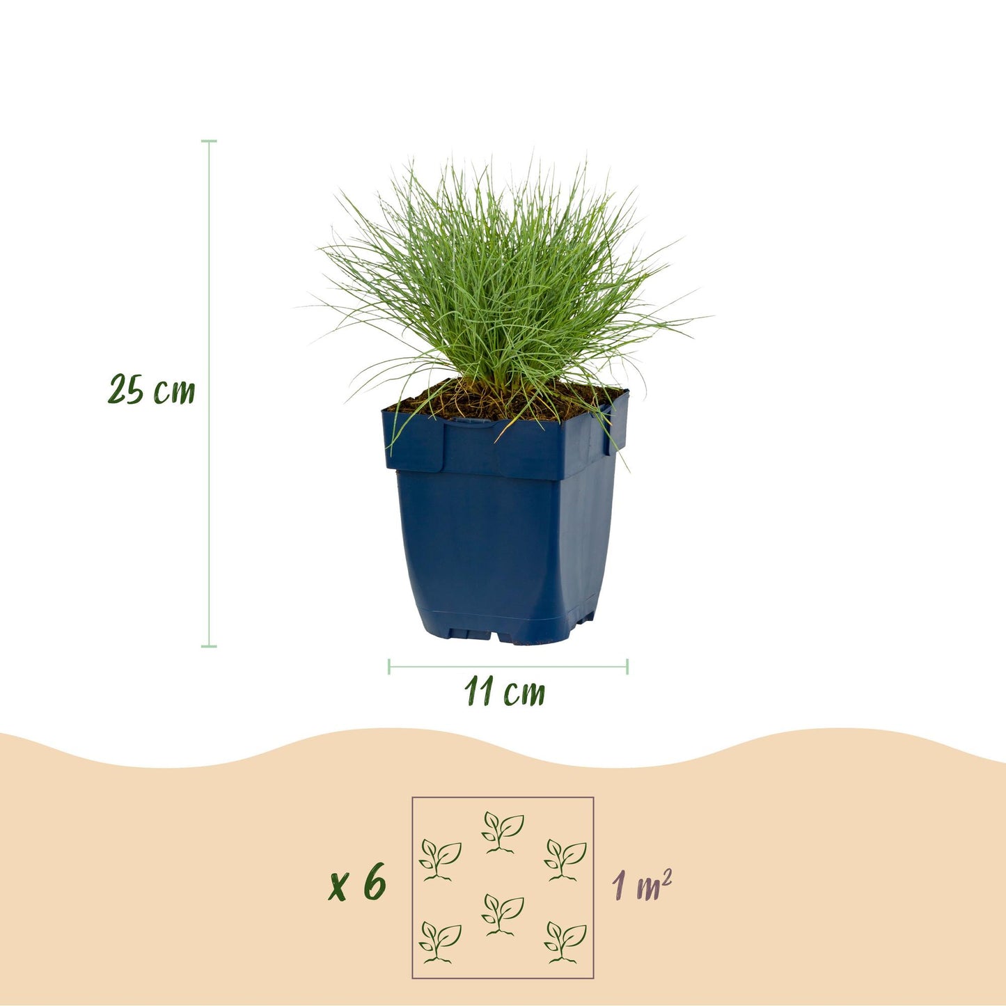 Pianta perenne - Festuca glauca - Erba blu - Sempreverde - Blu - 12 Piante - Vaso 11cm - Altezza 15-25cm