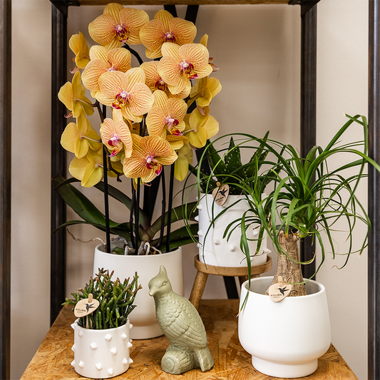 Orchidee colibrì | Orchidea phalaenopsis arancione in vaso Ø12cm | Sunny Bunny | pianta da appartamento fiorita - fresca dal coltivatore