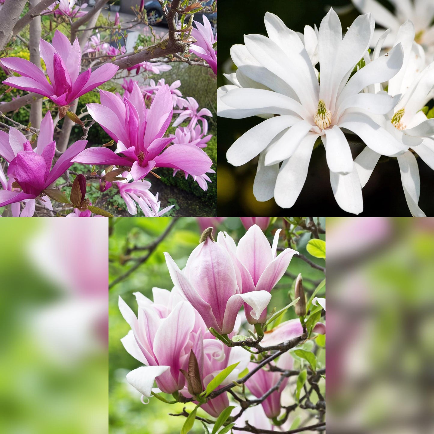 Pianta da giardino - Magnolia Tricolour - Fiore Bianco-Rosa-Viola - 3 Piante - A foglia caduca - Poca manutenzione - Vaso 12cm Altezza 30cm