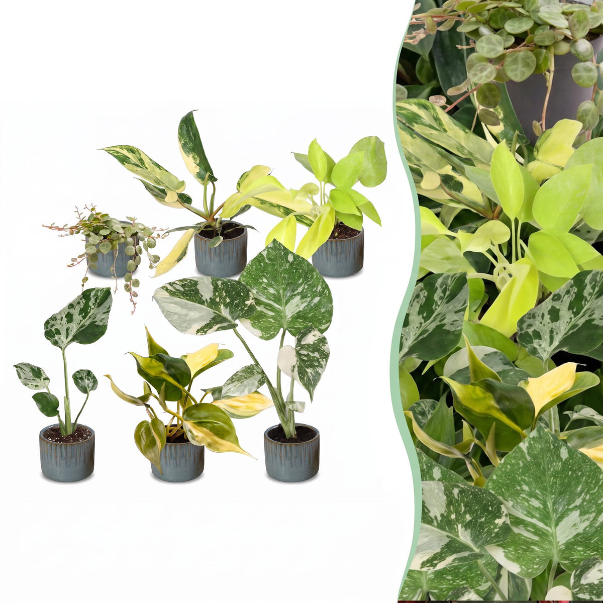 6x Baby Tropical Mix - Assorted - Tropical - incl. Linnea Misty Blue - Ø6cm - ↕10-15cm