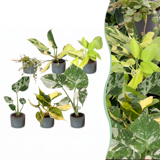 6x Baby Tropical Mix - Misto - Tropicale - incl. Linnea Misty Blue - Ø6cm - ↕10-15cm