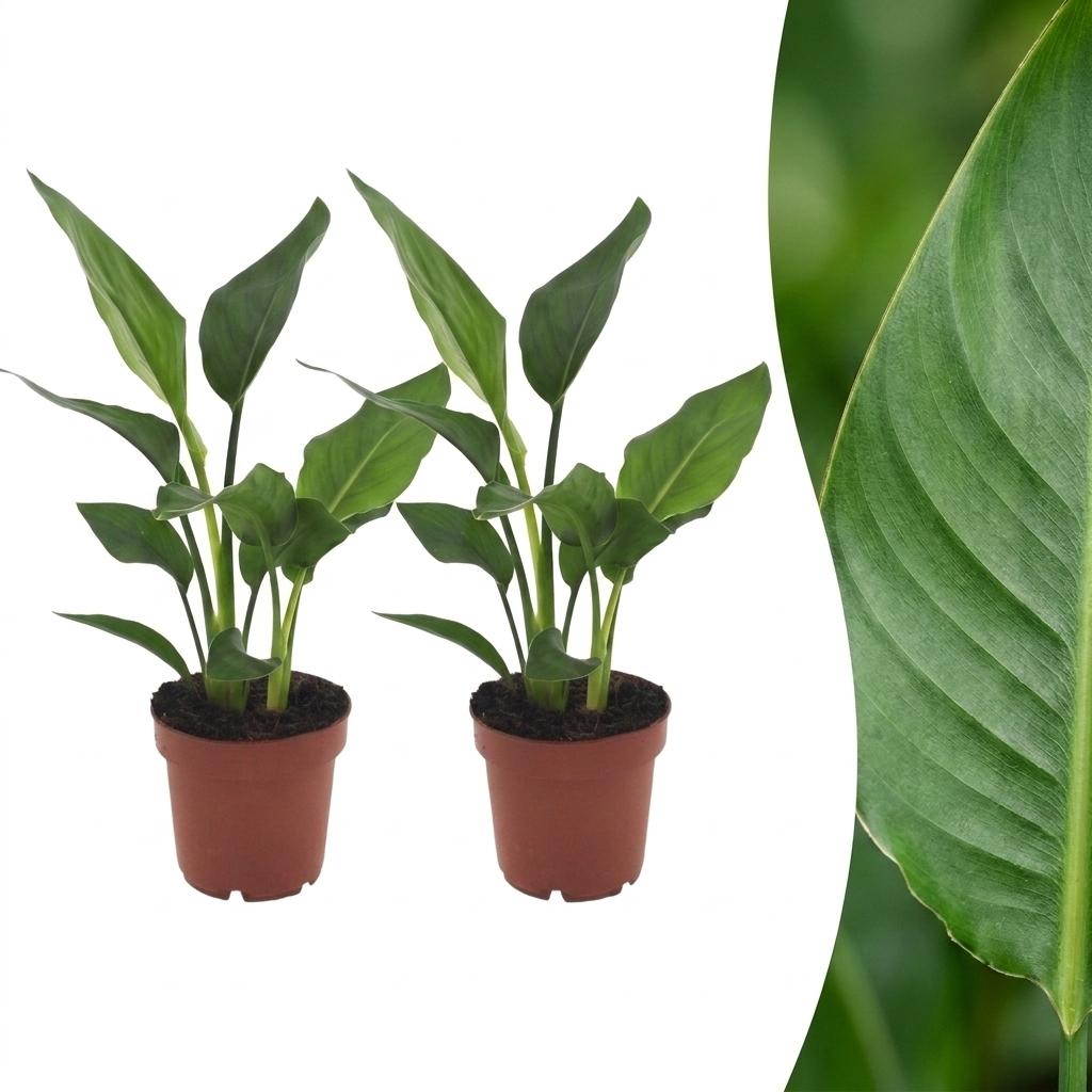 Strelitzia Reginea - Fiore Uccello del Paradiso - 2 Piante - Vaso 12cm - Altezza - 35cm