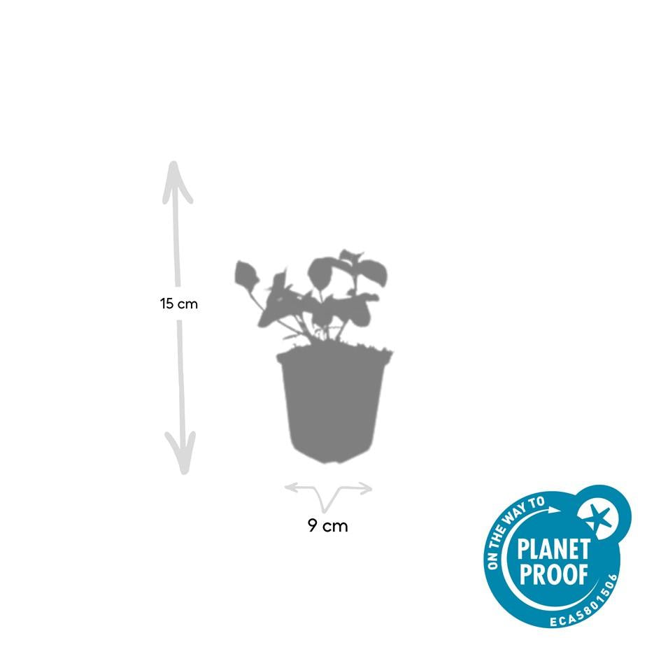 48x Euonymus fort. 'Coperta del dardo' - ↕10-25cm - Ø9cm