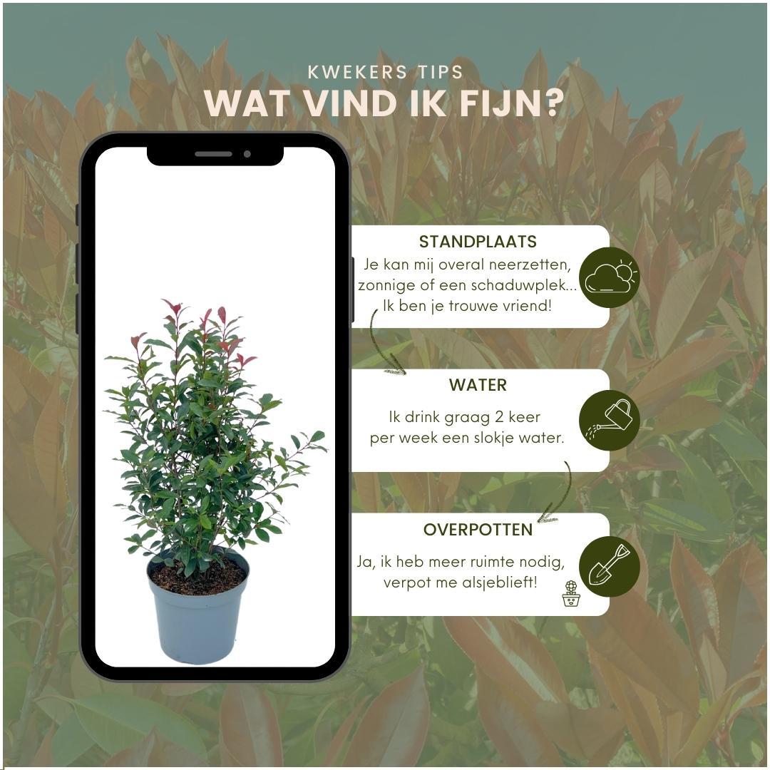 Grandi Photinia per 10 metri lineari di siepe | - 12L - 20x | ↨ 125-150 cm - Carré Rouge