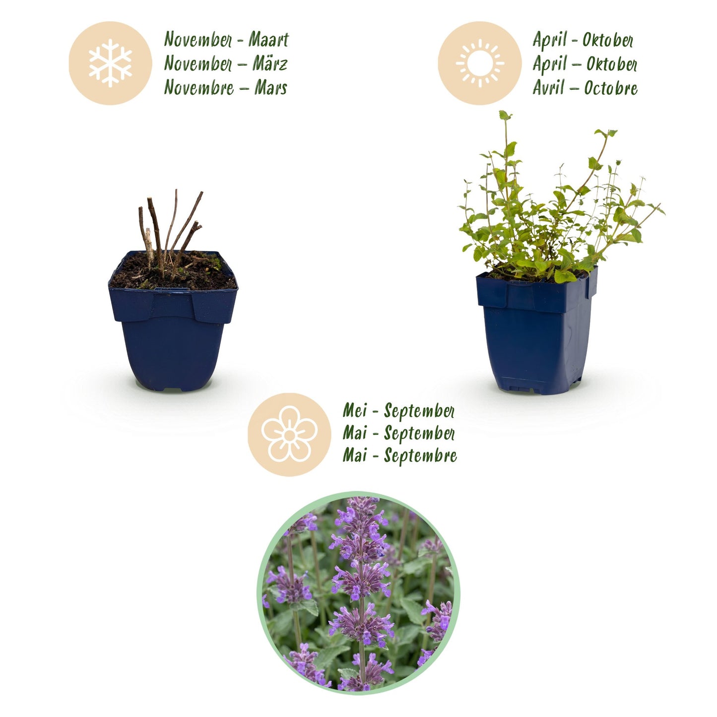 Perennial - Nepeta rac. Grog - Catmint - Bee and butterfly attractant - Blue - 1 Plant - Pot 11cm - Height 15-25cm