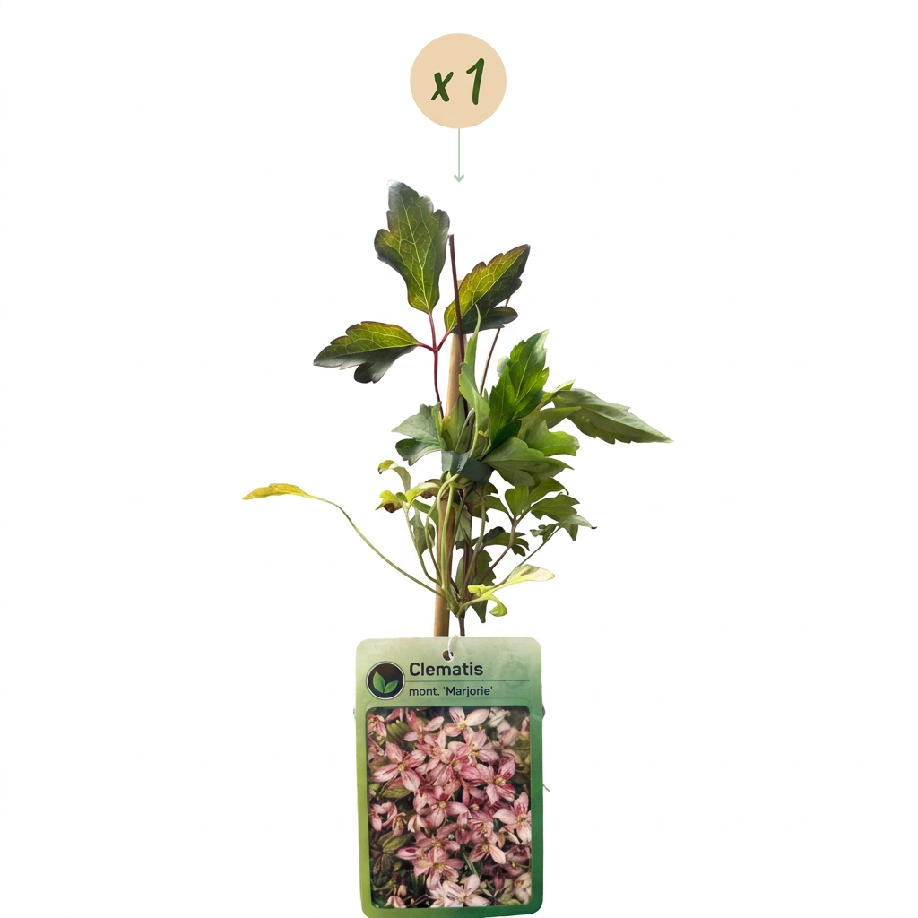 Clematis mont. 'Marjorie' - Clematis di montagna - Rosa - Pianta rampicante - Ø9cm - ↕35cm