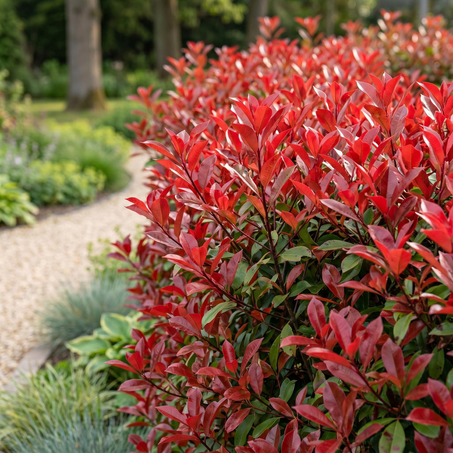 Green boutiQ - 16x Photinia fraseri Red Robin - Glossy Mispel - Hedge Plants - Evergreen - Red - Pot 9cm - Height 25-35cm