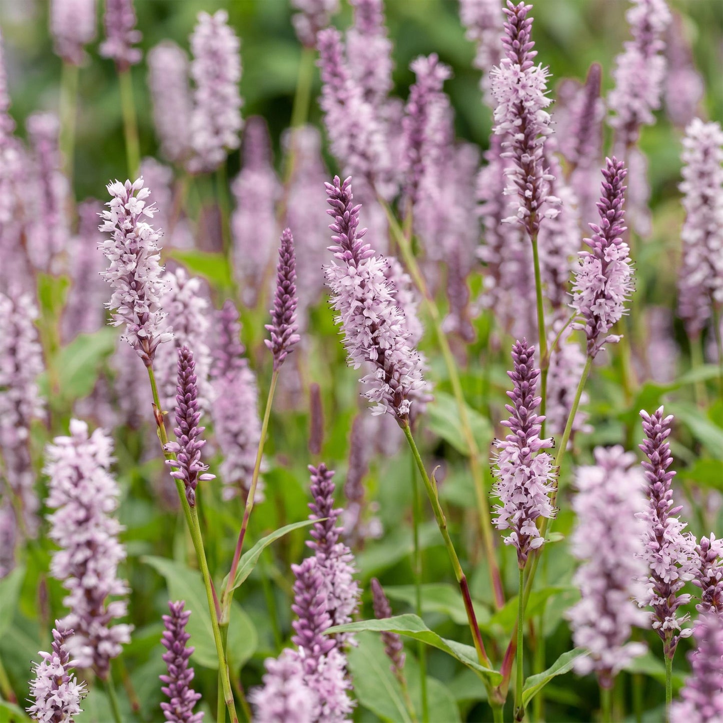 Perennial - Persicaria ampl. Rosea - Knotweed - Shade - Pink - 1 Plant - Pot 11cm - Height 15-25cm