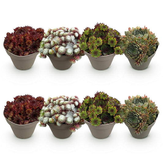 Green boutiQ - Bodembedekker - Winterhard -Sempervivum Big Sam - 8 Planten - Diversen kleuren - Weinig Onderhoud - Pot 14 Hoogte 17