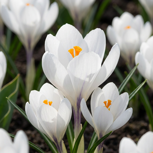 240x Crocus White - White crocus - Miscellaneous - Naturalizing bulb - Bulb size 7/8