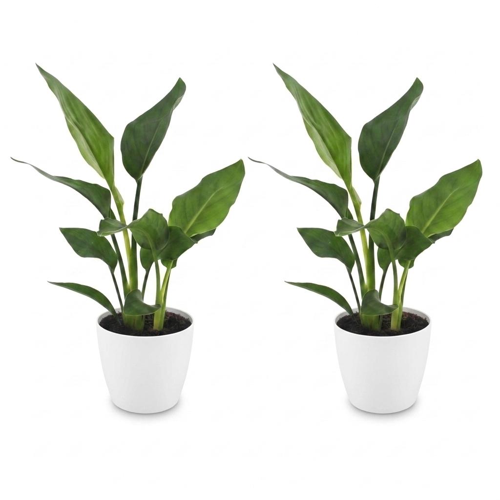 Strelitzia Reginea - Paradijsvogelbloem - 2 Planten - met Potter Wit - Pot 12cm - Hoogte - 35cm