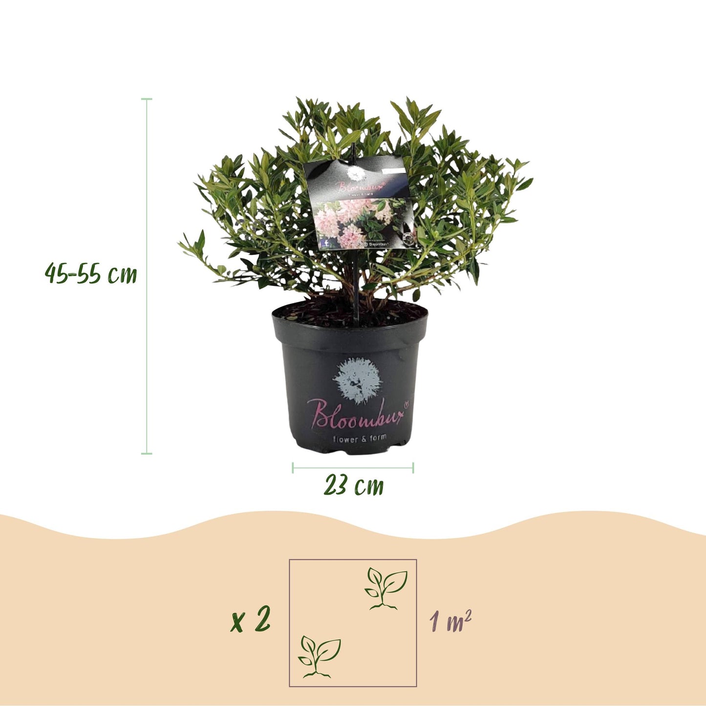Green boutiQ - Dwarf Rhododendron - Rhododendron Bloombux Light Pink - Flowering Boxwood - Low Maintenance - Light Pink Flower - 1 Plant - Pot 23cm - Height 45-55cm