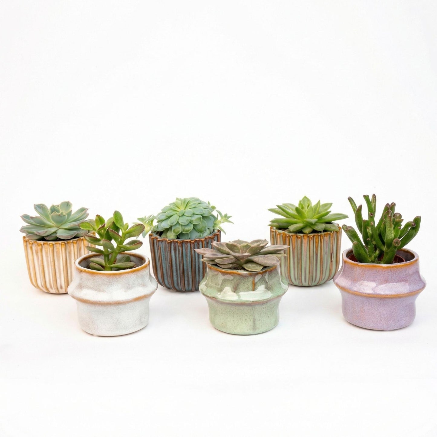 Set di 6 piante grasse in mini vasi in ceramica Barcellona - ↑ 8–12 cm