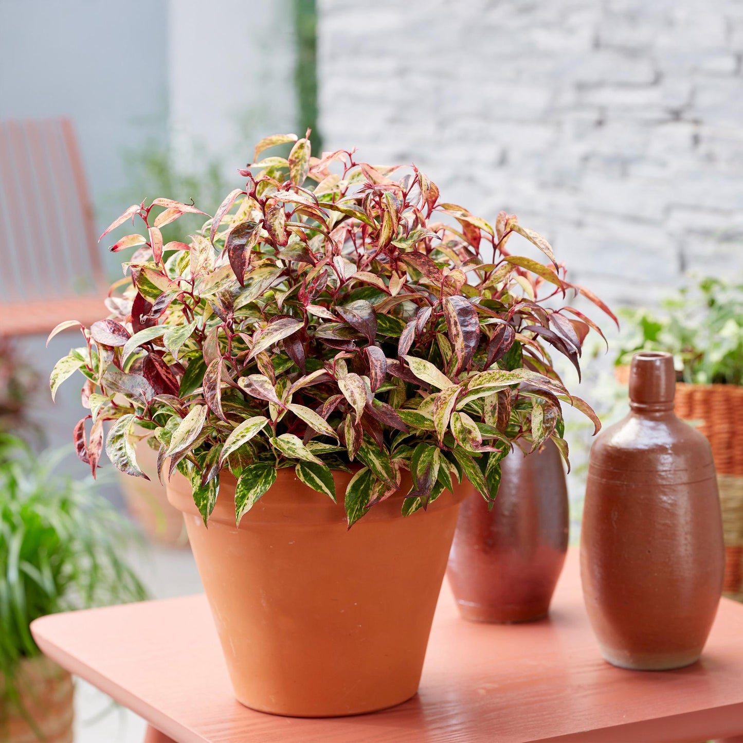 Tuinplant - Leucothoe Makijaz - Bruin - 1 Plant - Groenblijvend - Weinig Onderhoud - Pot 17cm Hoogte 45cm