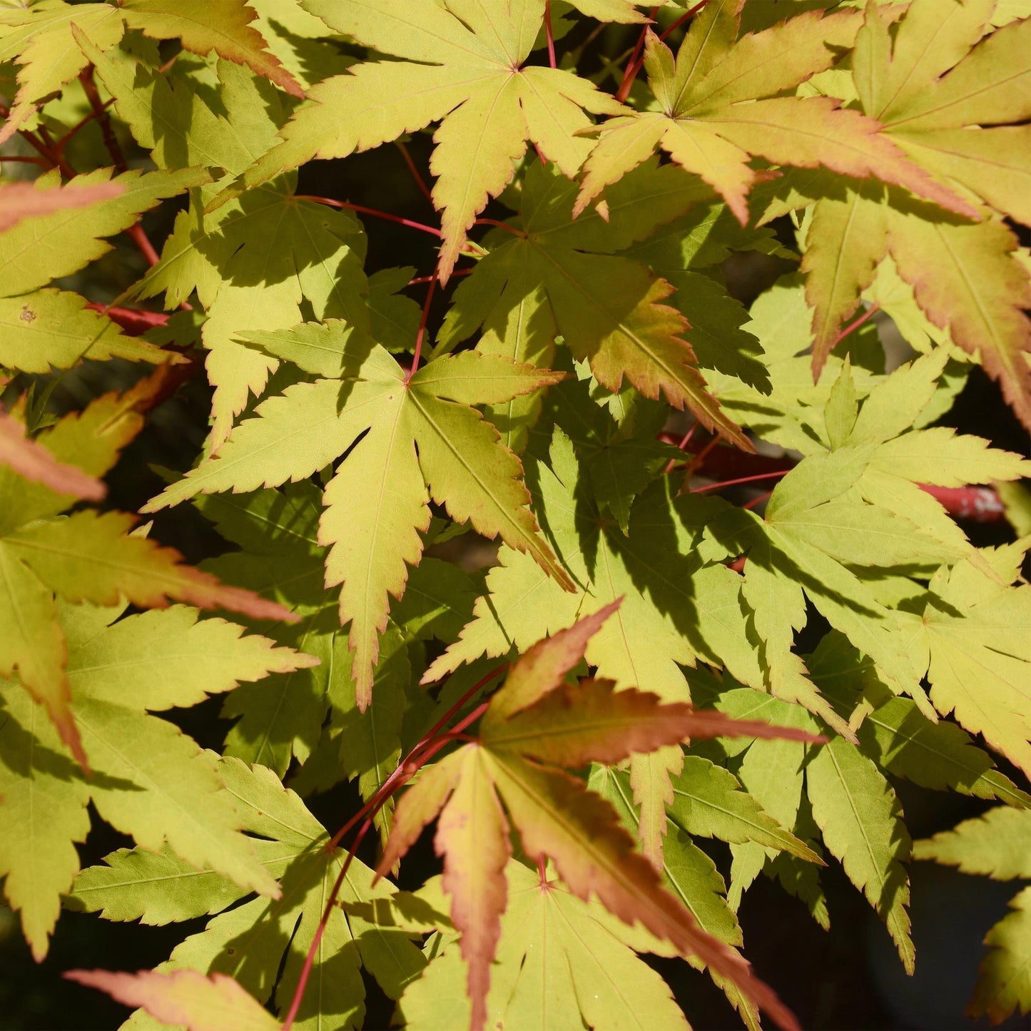 Green boutiQ - Garden Plant - Acer palmatum Summergold - Japanese Maple - Deciduous - Yellow - 1 - Pot 26cm - Height 90cm