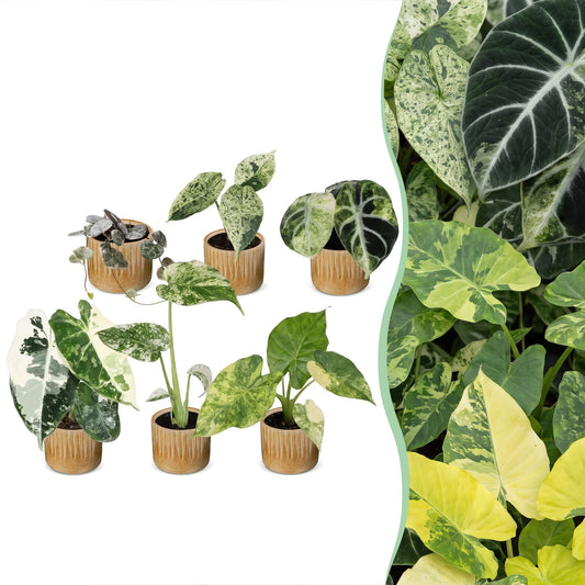 6x Mix di Baby Variegata - Vari - Tropicali - incl. Linnea Honey - Ø6cm - ↕10-15cm