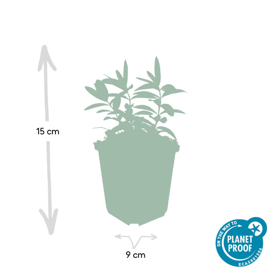 48x Hypericum calycinum - ↕10-25cm - Ø9cm