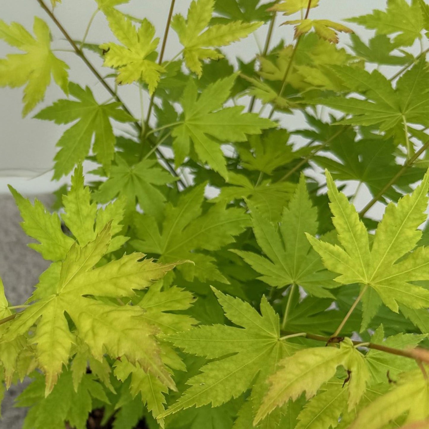 Green boutiQ - Garden Plant - Acer palmatum Orange Dream - Orange - 3 Plants - Deciduous - Low Maintenance - Pot 12cm Height 35cm