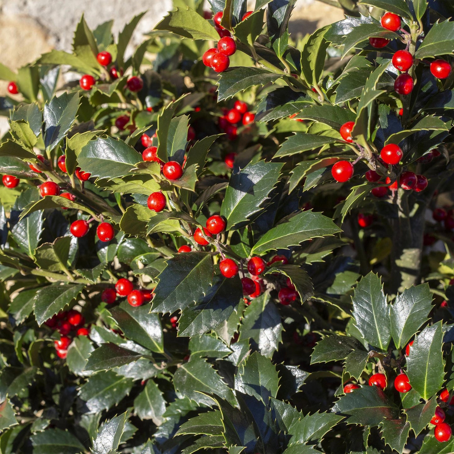 Green boutiQ - Plant op Stam - Ilex meserveae Blue Maid - Terras Plant - Bladhoudend - Winterhard - Rode Bes - Pot 19cm Hoogte 90cm