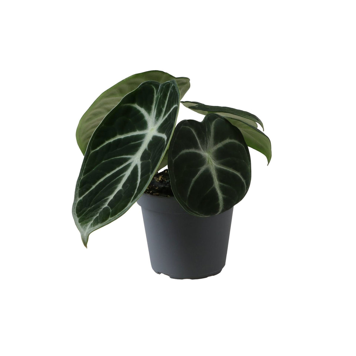 Alocasia Ninja - Alocasia Ninja - Zwart - Tropisch - Ø6cm - ↕10cm