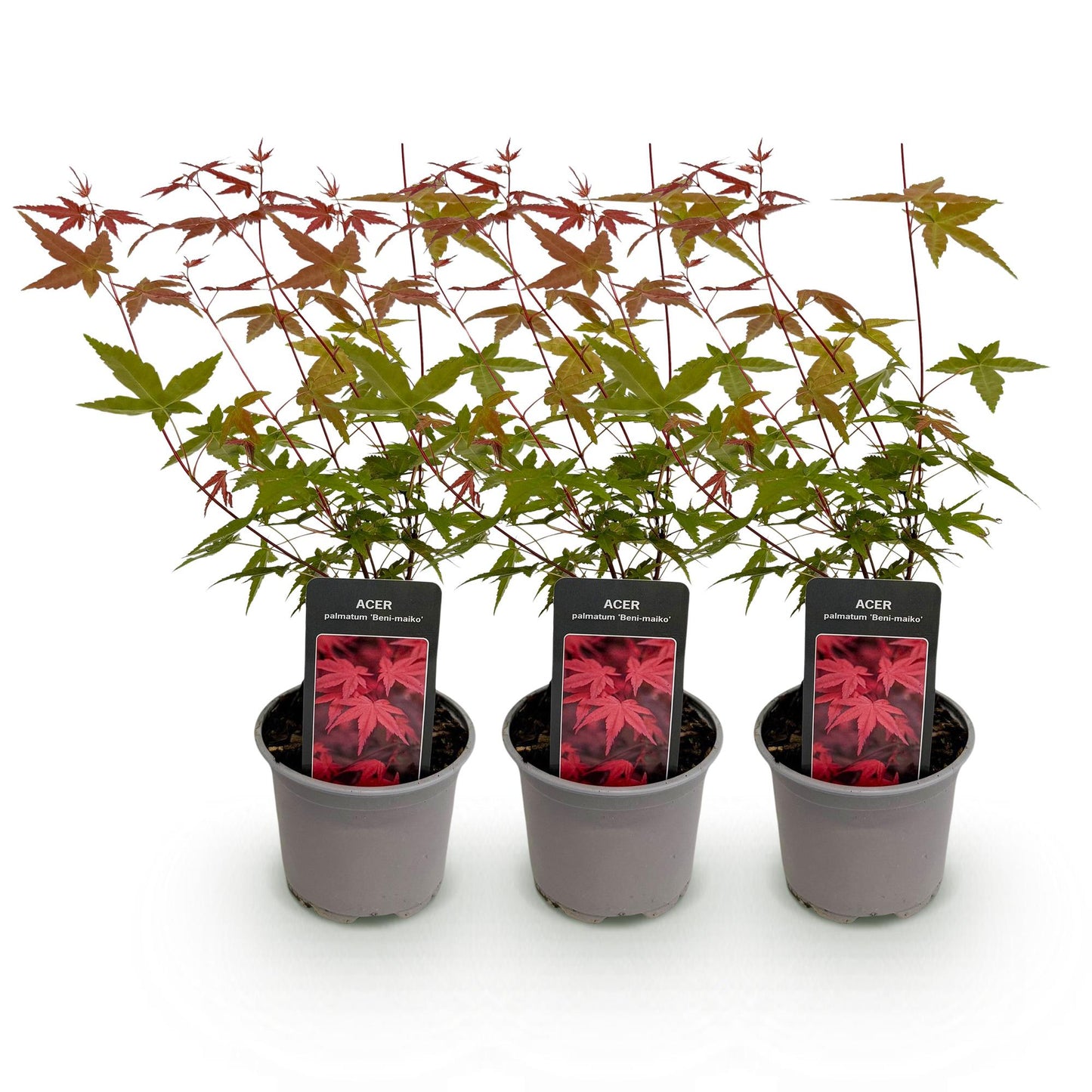 Green boutiQ - Garden Plant - Acer palmatum Beni-maiko - Red - 3 Plants - Deciduous - Low Maintenance - Pot 12cm Height 35cm
