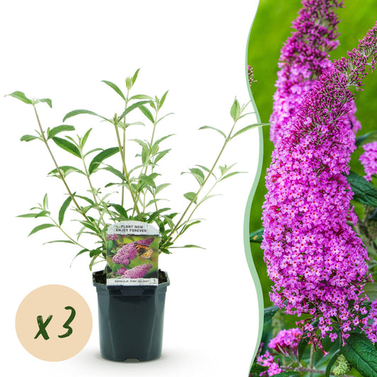 Pianta da giardino - Buddleja davidii Pink Delight - Albero delle farfalle - Resistente al freddo - Rosa - 3 Piante - Vaso 17cm - Altezza 45cm