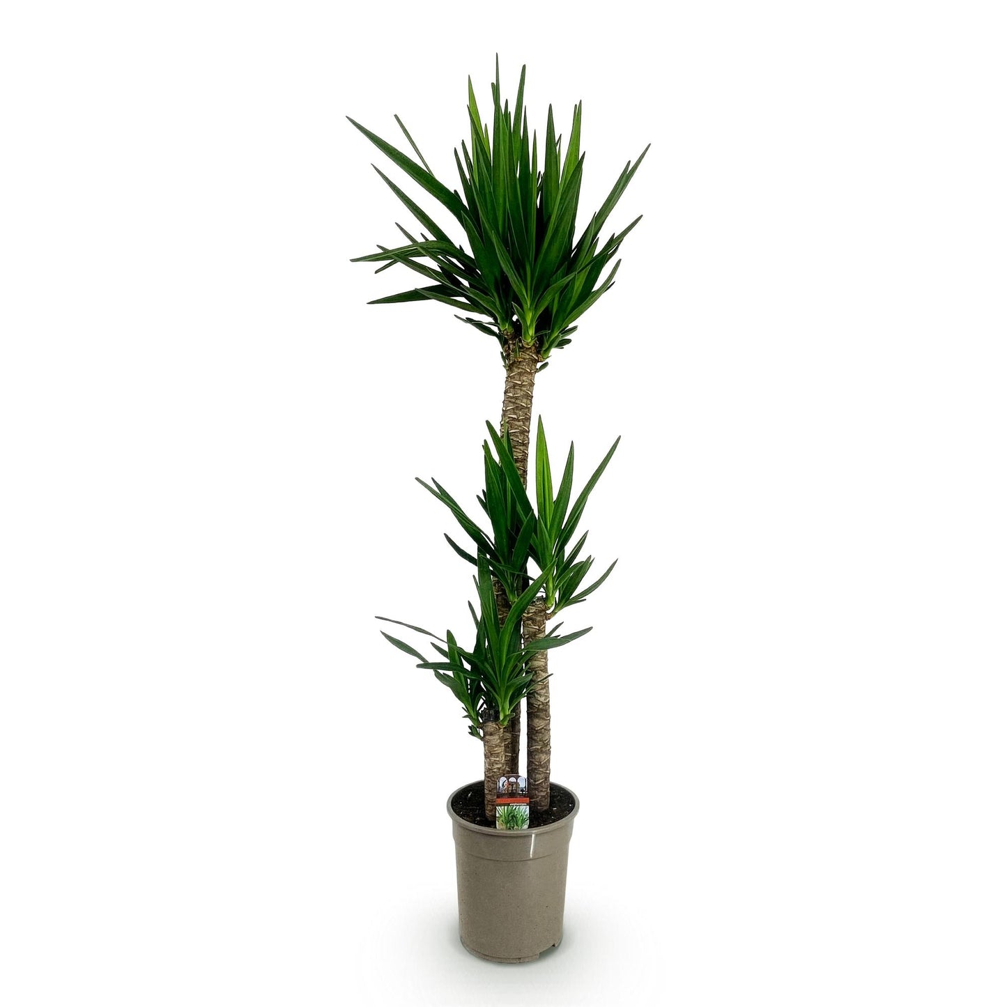Green boutiQ - House Plant - Yucca elephantipes - Yucca - Low Maintenance - Green - 1 - Pot 24cm - Height 140cm
