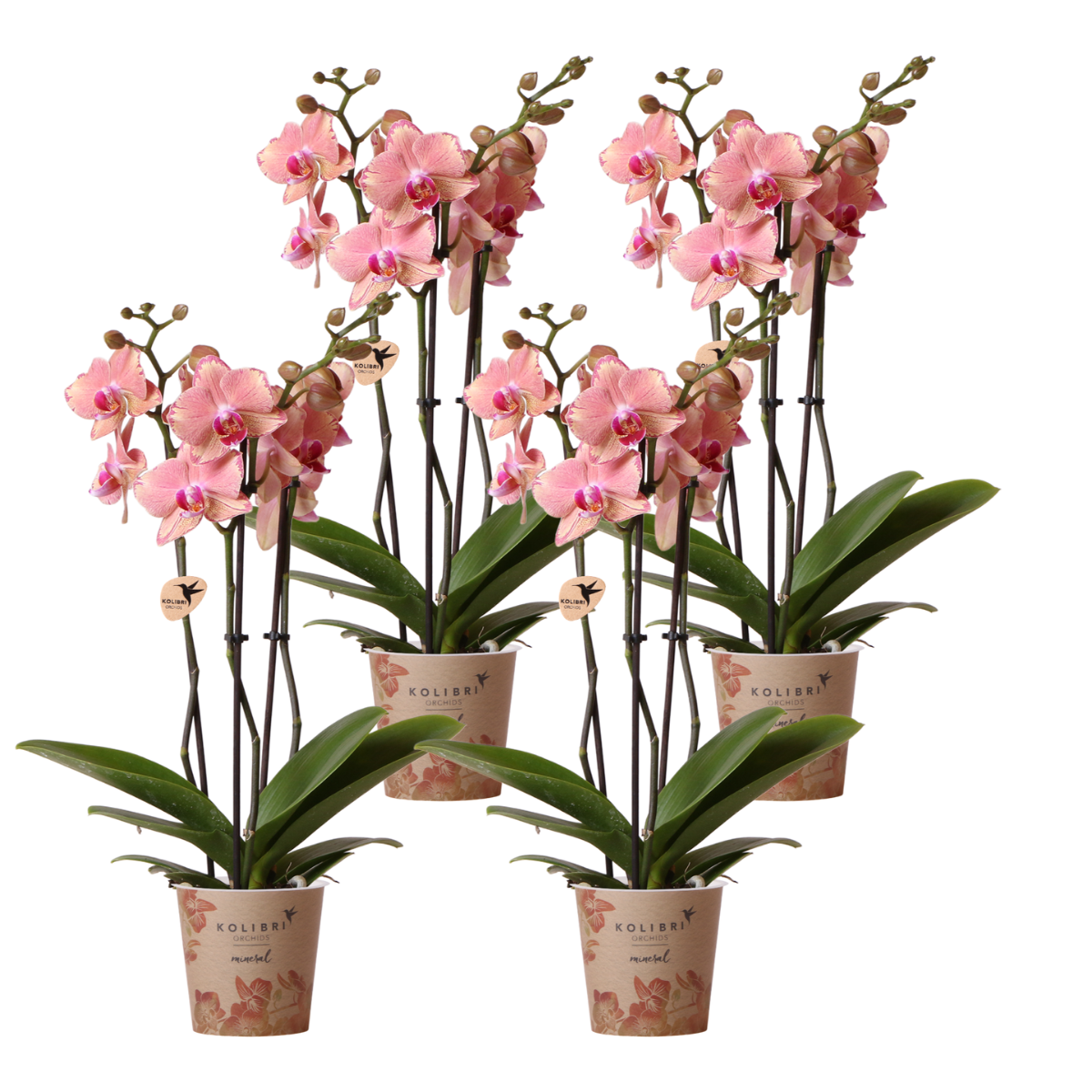 Hummingbird Orchids | COMBI DEAL of 4 Phalaenopsis orchids - Pirate Picotee - pot size Ø12cm | flowering houseplant - fresh from the grower