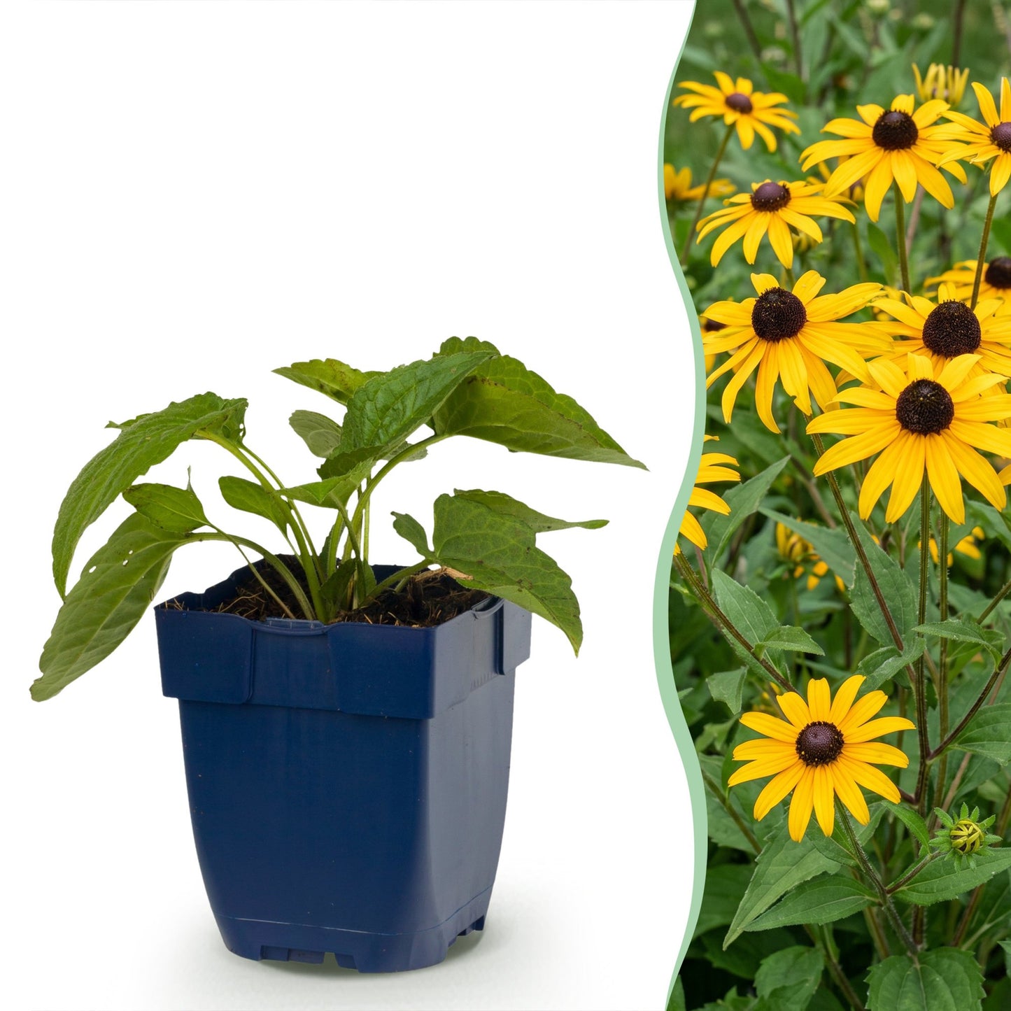 Perennial - Rudbeckia fulg. Goldsturm - Black-eyed Susan - Bee and butterfly attractants - Yellow - 24 Plants - Pot 11cm - Height 15-25cm