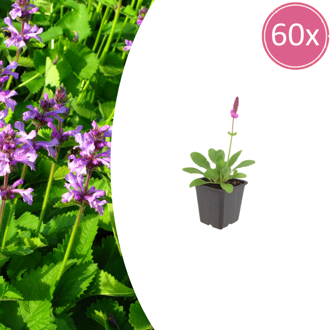 60x Stachys lun. 'Hummelo' - ↕10-25cm - Ø9cm