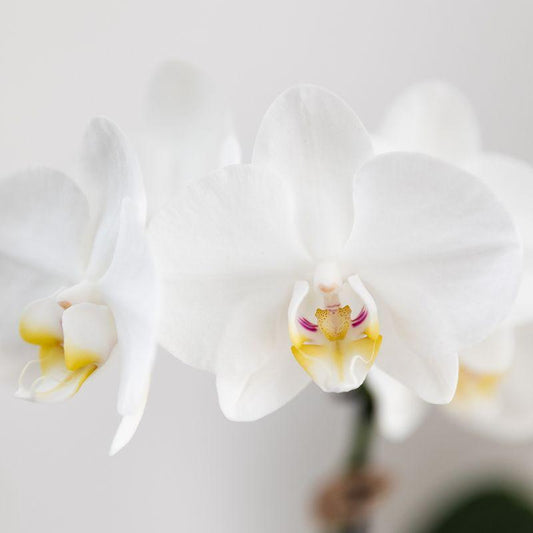 Orchidee colibrì | Set di orchidea Phalaenopsis bianca Amabilis e succulenta Crassula Hobbit in vaso Painted Stripe blu - dimensioni vaso Ø9 cm + Ø6 cm | pianta d'appartamento in fiore - fresca dal coltivatore