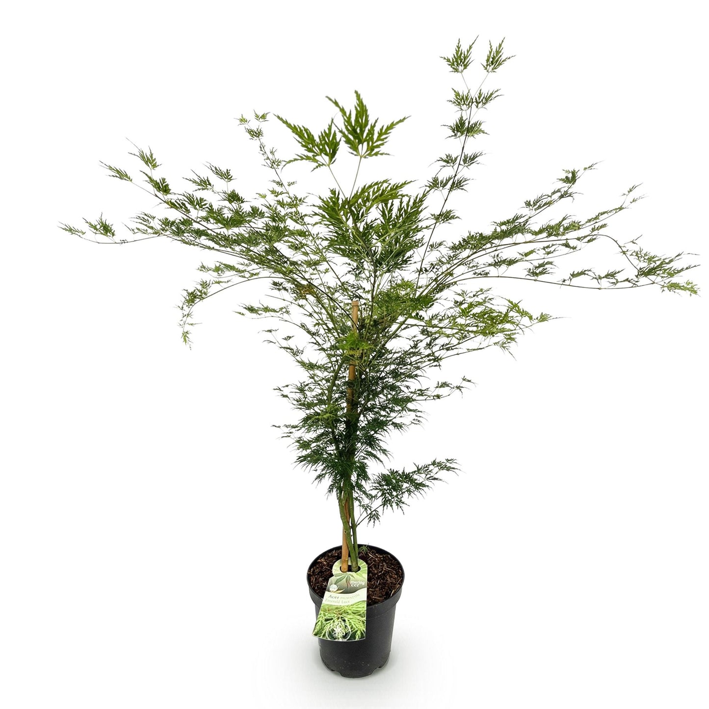 Tuinplant - Acer palmatum Emerald Lace - Japanse Esdoorn - Bladverliezend - Groen - 1 - Pot 26cm - Hoogte 90cm