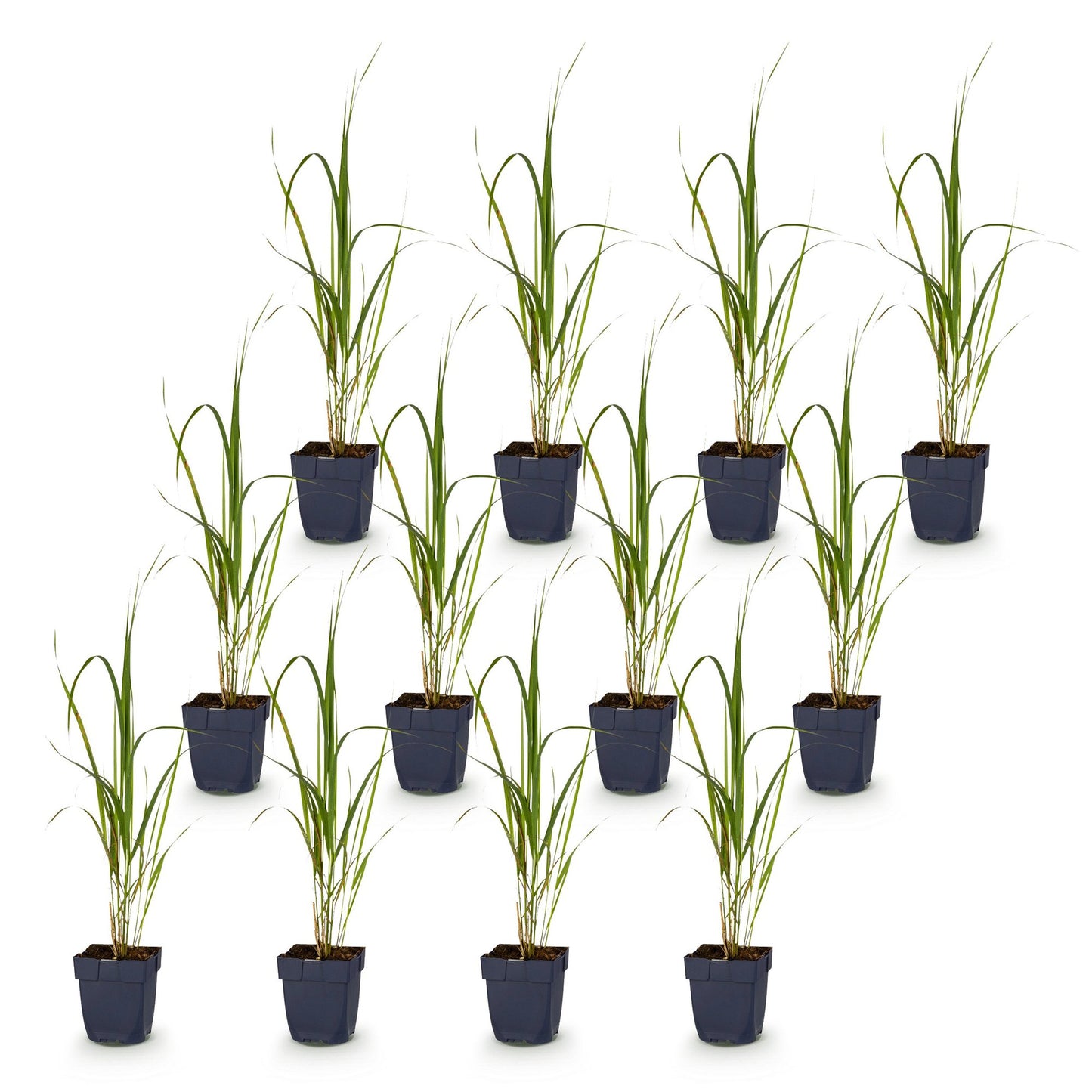 Grassen - Molinia arund. Karl Foerster - Pijpestrootje - Met Pluim - Groen - 12 Planten - Pot 11cm - Hoogte 15-25cm