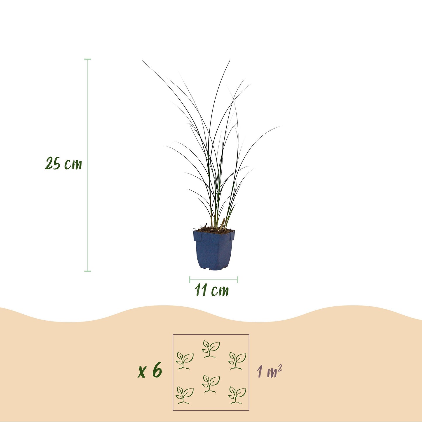 Grasses - Miscanthus sin. Gracillimus - Maiden Grass - With Plume - Green - 6 Plants - Pot 11cm - Height 15-25cm