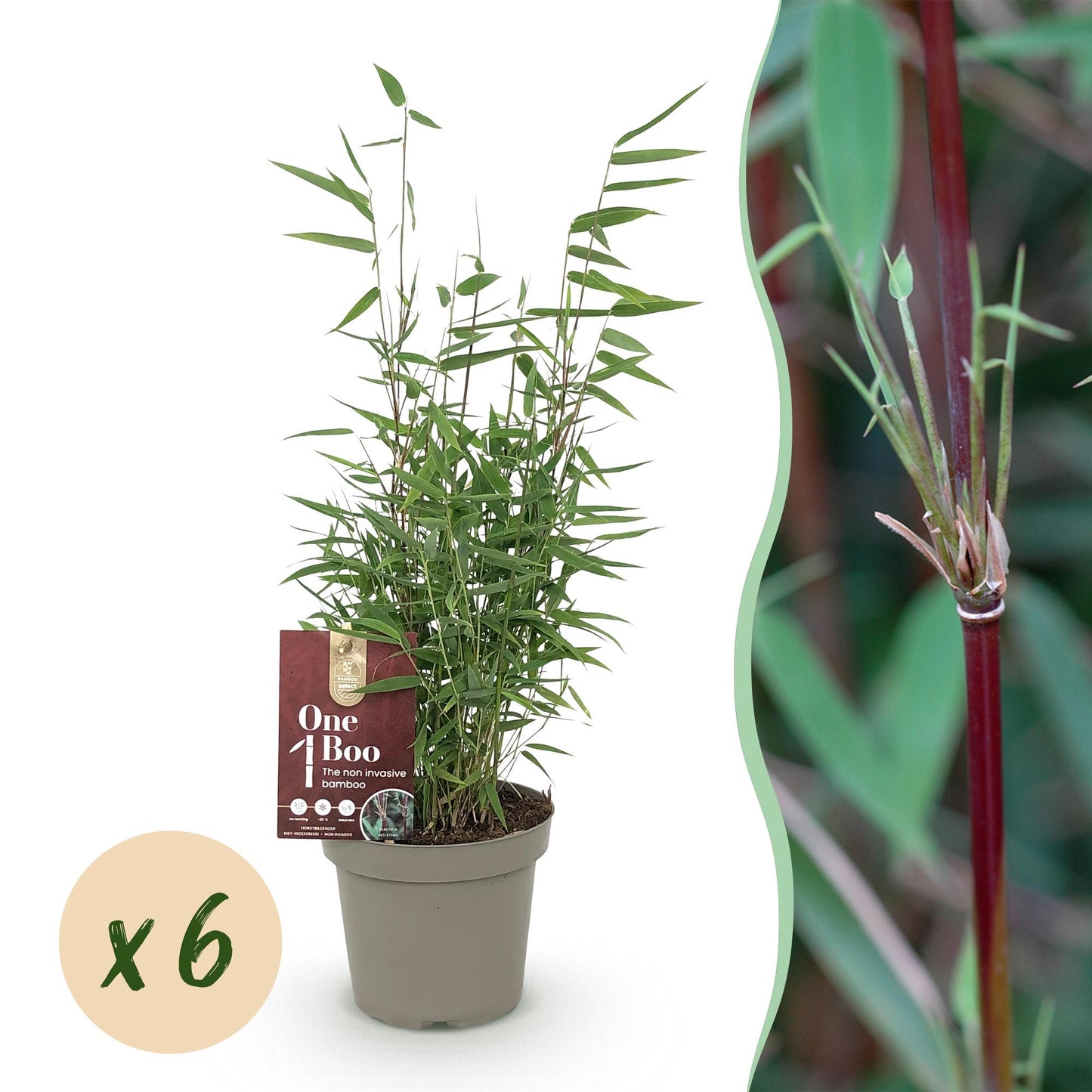 Green boutiQ - Bambù - Fargesia Red Dragon - Sempreverde - Non Invasivo - Verde - 6 Piante - Vaso 14cm - Altezza 35cm