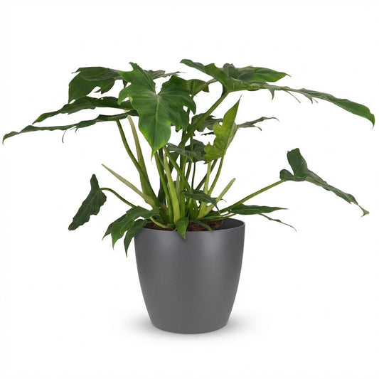 Green boutiQ - Indoor Plant - Philodendron - Philodendron Lacerum - Green - Low Maintenance - 1 Plant - with Potter Gray - Pot 19cm - Height 65cm